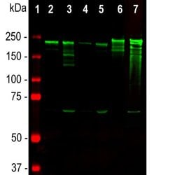 Invitrogen NF-H Monoclonal Antibody (NAP4) 100 &mu;L; Unconjugated:Antibodies,