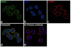 Invitrogen SHIP1 Monoclonal Antibody (SHIP-02) 100 &mu;g; Unconjugated:Antibodies,