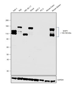Invitrogen SHIP1 Monoclonal Antibody (SHIP-02) 100 &mu;g; Unconjugated:Antibodies,