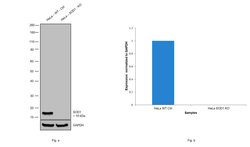 Invitrogen SOD1 Monoclonal Antibody (8B10) 100 &mu;g; Unconjugated:Antibodies,