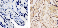 Invitrogen SOD1 Monoclonal Antibody (8B10) 100 &mu;g; Unconjugated:Antibodies,