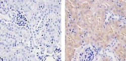 Invitrogen SOD1 Monoclonal Antibody (8B10) 100 &mu;g; Unconjugated:Antibodies,