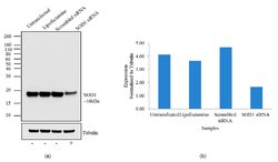 Invitrogen SOD1 Monoclonal Antibody (8B10) 100 &mu;g; Unconjugated:Antibodies,