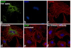 Invitrogen SOD2 Monoclonal Antibody (1H6) 100 &mu;g; Unconjugated:Antibodies,