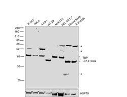 Invitrogen TBP Monoclonal Antibody (1TBP18) 200 &mu;g; Unconjugated:Antibodies,