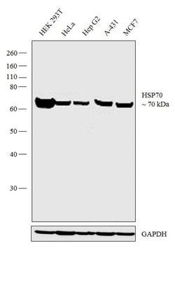 Invitrogen HSP70 Monoclonal Antibody (C92F3A-5) 100 &mu;g; Unconjugated:Antibodies,