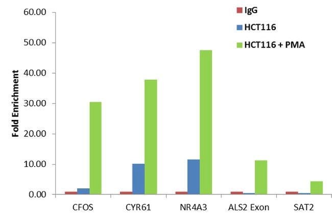 Phospho Creb Atf1 Ser133 Ser63 Mouse Anti Canine Human Mouse Clone 10e9 Invitrogen 100 Mg Unconjugated Primary Antibodies Ci To Cx Fisher Scientific