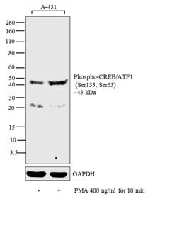 Invitrogen Phospho-CREB/ATF1 (Ser133, Ser63) Monoclonal Antibody (10E9)