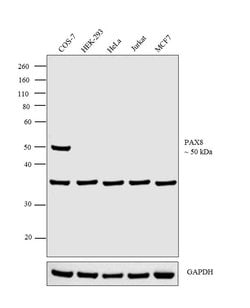 Invitrogen PAX8 Monoclonal Antibody (1F8-3A8) 100 &mu;g; Unconjugated:Antibodies,