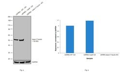 Invitrogen beta-3 Tubulin Monoclonal Antibody (2G10) 20 &mu;L; Unconjugated:Antibodies,