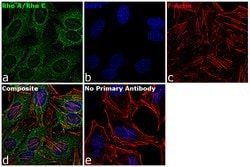 Invitrogen RhoA/RhoC Monoclonal Antibody (1B3-4A10) 100 &mu;g; Unconjugated:Antibodies,