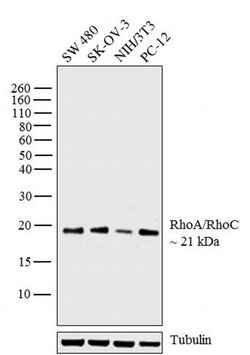 Invitrogen RhoA/RhoC Monoclonal Antibody (1B3-4A10) 100 &mu;g; Unconjugated:Antibodies,
