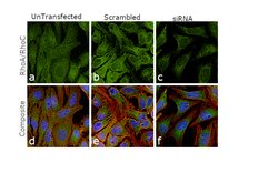 Invitrogen RhoA/RhoC Monoclonal Antibody (1B3-4A10) 100 &mu;g; Unconjugated:Antibodies,