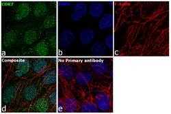 Invitrogen CDK7 Monoclonal Antibody (MO-1) 100 &mu;g; Unconjugated:Antibodies,
