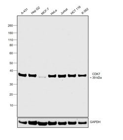 Invitrogen CDK7 Monoclonal Antibody (MO-1) 100 &mu;g; Unconjugated:Antibodies,