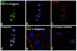 Invitrogen LEF1 Monoclonal Antibody (REMB6):Antibodies:Primary Antibodies