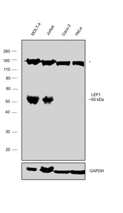 Invitrogen LEF1 Monoclonal Antibody (REMB6):Antibodies:Primary Antibodies