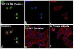 Invitrogen p53 Monoclonal Antibody (X77) 100 &mu;g; Unconjugated:Antibodies,