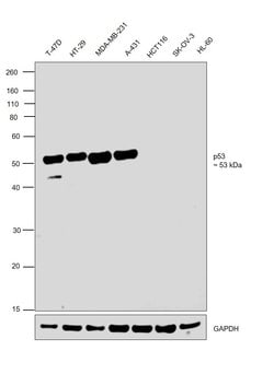 Invitrogen p53 Monoclonal Antibody (X77) 100 &mu;g; Unconjugated:Antibodies,