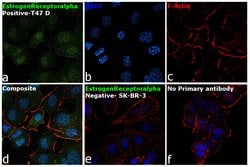 Invitrogen Estrogen Receptor alpha Monoclonal Antibody (AER311) 100 &mu;g;