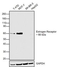 Invitrogen Estrogen Receptor alpha Monoclonal Antibody (AER311) 100 &mu;g;