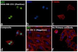 Invitrogen p53 Monoclonal Antibody (HR231) 100 &mu;g | Buy Online | Invitrogen&trade; | Fisher Scientific