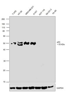 Invitrogen p53 Monoclonal Antibody (HR231) 100 &mu;g | Buy Online | Invitrogen&trade; | Fisher Scientific