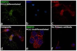 Invitrogen SNAP25 Monoclonal Antibody (S-7B8) 100 &mu;g | Buy Online | Invitrogen&trade; | Fisher Scientific