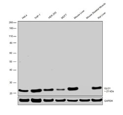 Invitrogen GLO1 Monoclonal Antibody (Glo1a):Antibodies:Primary Antibodies
