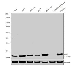 Invitrogen GLO1 Monoclonal Antibody (Glo1a):Antibodies:Primary Antibodies