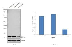 Invitrogen GLO1 Monoclonal Antibody (Glo1a):Antibodies:Primary Antibodies