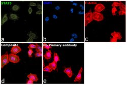 Invitrogen STAT3 Monoclonal Antibody (9D8) 100 &mu;L; Unconjugated:Antibodies,