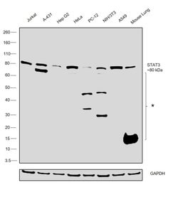 Invitrogen STAT3 Monoclonal Antibody (9D8) 100 &mu;L; Unconjugated:Antibodies,