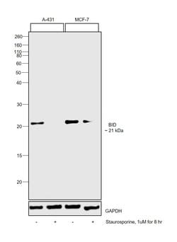 BID Monoclonal Antibody (23F7):Antibodies, Monoclonal