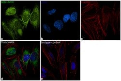 Invitrogen beta Actin Monoclonal Antibody (15G5A11/E2), Alexa Fluor 488