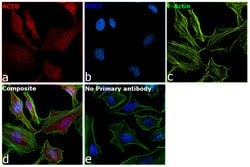 Invitrogen&trade;&nbsp;beta Actin Monoclonal Antibody (15G5A11/E2), Alexa Fluor&trade; 555