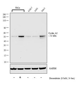 Invitrogen Cyclin A2 Monoclonal Antibody (E23.1) 100 &mu;g; Unconjugated:Antibodies,