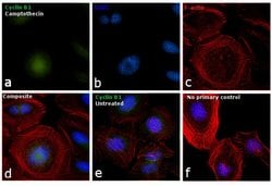 Invitrogen Cyclin B1 Monoclonal Antibody (V152) 100 &mu;g; Unconjugated:Antibodies,