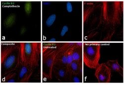 Invitrogen Cyclin B2 Monoclonal Antibody (X29.2) 100 &mu;g; Unconjugated:Antibodies,