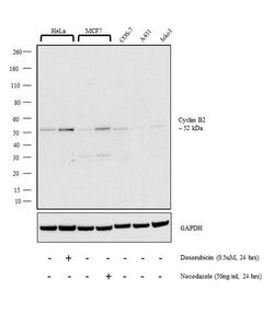 Invitrogen Cyclin B2 Monoclonal Antibody (X29.2) 100 &mu;g; Unconjugated:Antibodies,