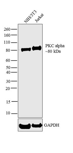 Invitrogen PKC alpha Monoclonal Antibody (MC5) 100 &mu;g; Unconjugated:Antibodies,