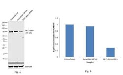 Invitrogen PKC alpha Monoclonal Antibody (MC5) 100 &mu;g; Unconjugated:Antibodies,