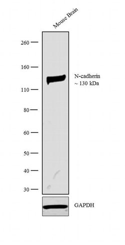 Invitrogen N-cadherin Monoclonal Antibody (13A9) 100 &mu;g; Unconjugated:Antibodies,