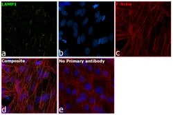 Invitrogen LAMP1 Monoclonal Antibody (LY1C6) 100 &mu;g; Unconjugated:Antibodies,