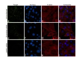Invitrogen LAMP1 Monoclonal Antibody (LY1C6) 100 &mu;g; Unconjugated:Antibodies,