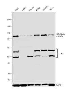 Invitrogen HIF-1 beta Monoclonal Antibody (H1beta234) 100 &mu;L; Unconjugated:Antibodies,