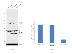 Invitrogen HIF-1 beta Monoclonal Antibody (H1beta234) 100 &mu;L; Unconjugated:Antibodies,