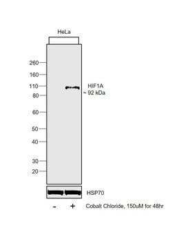 Invitrogen HIF1A Monoclonal Antibody (H1alpha 67-7) 100 μL; Unconjugated:Antibodies,