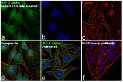 Invitrogen HIF-2 alpha Monoclonal Antibody (ep190b) 100 &mu;L; Unconjugated:Antibodies,