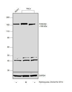 Invitrogen FANCD2 Monoclonal Antibody (FI-17) 100 &mu;L; Unconjugated:Antibodies,